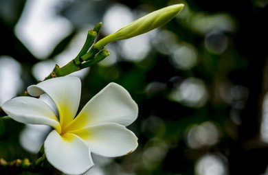 按摩推拿技术之鱼际揉手法要领有哪些